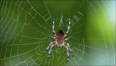 "Why don't you die?": Australian's fight with a spider sparks police call