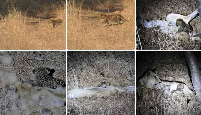 The Jungle Book of Gujarat: Lioness adopts leopard cub, treats it as its own in Gir forest