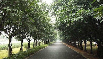 Planting roadside hedges may combat pollution exposure