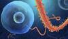 New single dose experimental Ebola drug effective: Study