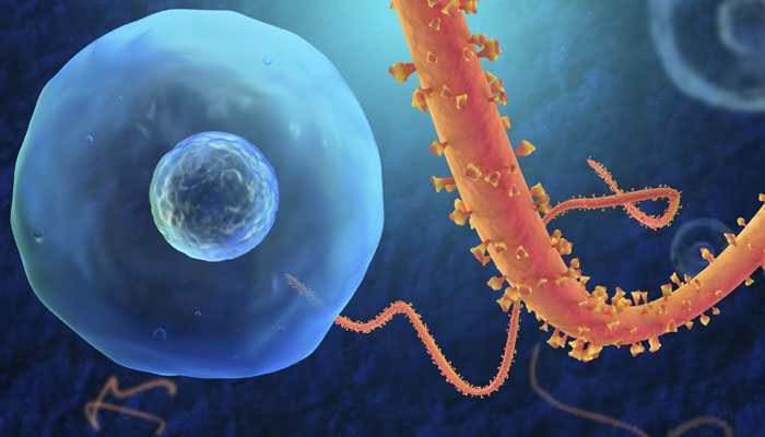 New single dose experimental Ebola drug effective: Study