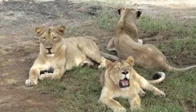 Viral video! Pack of lions stop traffic with their royal walk