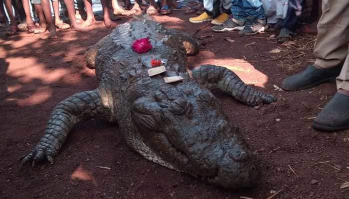 Chhattisgarh villagers mourn crocodile Gangaram&#039;s death, take out funeral procession