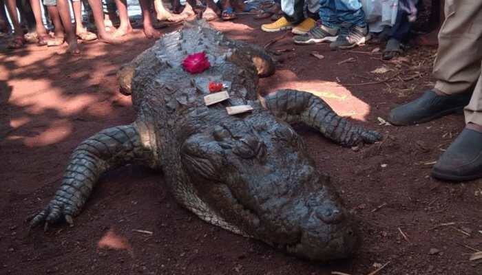 Chhattisgarh villagers mourn crocodile Gangaram's death, take out funeral procession