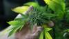 Even small amount of cannabis can alter brain: Study