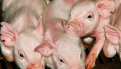 China has culled more than 900,000 pigs due to African swine fever