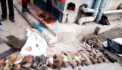 Kolkata: 2 arrested for killing 16 puppies at hospital premises