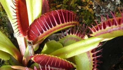 Scientists 3D-print artificial 'Venus flytrap'