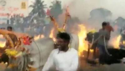 Cattle made to walk over burning hay as part of Makar Sankranti celebrations in Karnataka: Watch