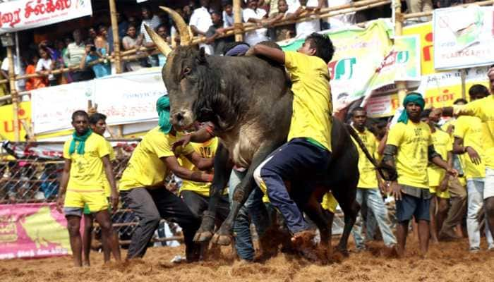 On Day 1 of Jallikattu, 48 bull-tamers injured 