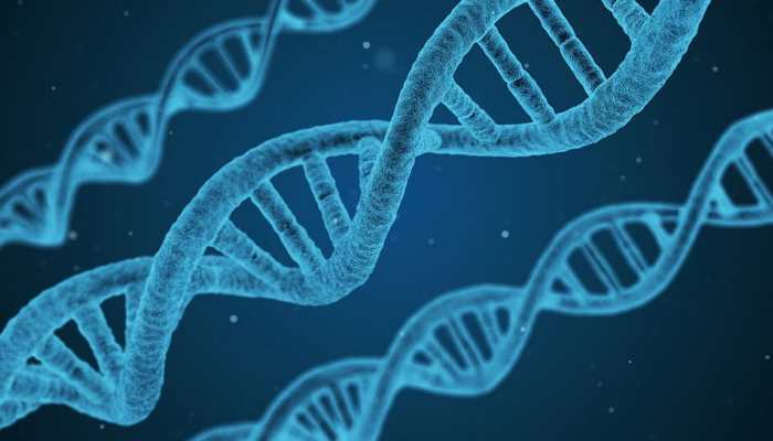 Genes may help predict how long a person will live: Study