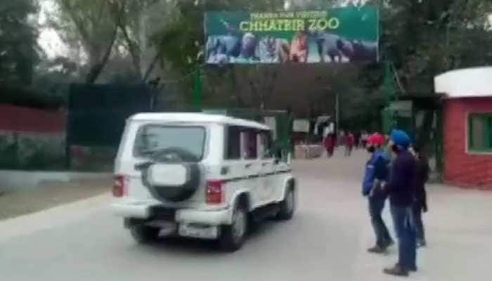 Punjab man jumps inside lions&#039; enclosure, gets mauled to death