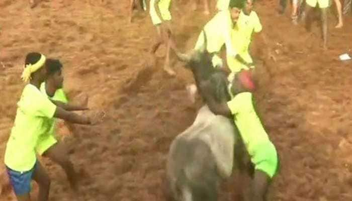 Two die during grand &#039;Jallikattu&#039; event in Tamil Nadu&#039;s Pudukottai