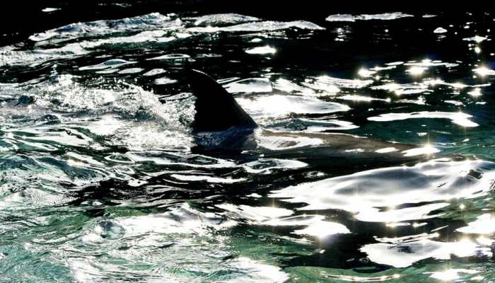 New shark species with 'spaceship-shaped' teeth discovered