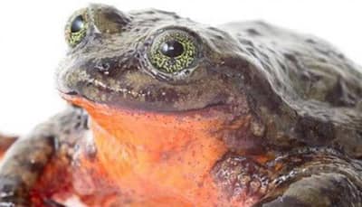 World's loneliest frog Romeo finds love, set to meet Juliet on Valentine's Day!
