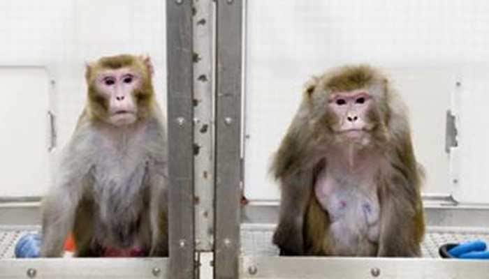 China clones gene-edited monkeys for sleep disorder research