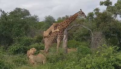 Watch: Pride of lions climb on top of giraffe to bring it down