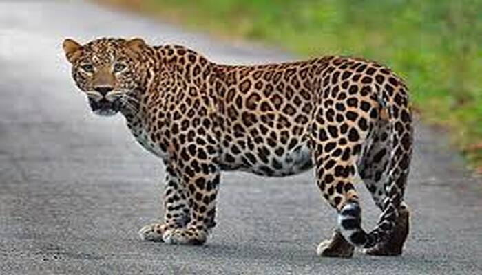 Watch: Leopard enters crowded Nashik area, injures 3