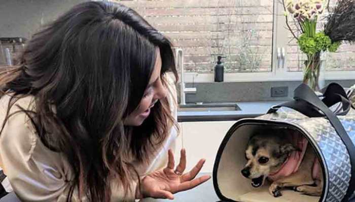 Priyanka Chopra&#039;s pooch gets a fancy travel home for worth Rs 1 lakh