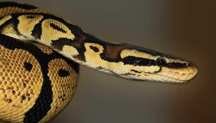 Australian woman bitten by 5ft-long python in toilet, handles situation like a 'champion'