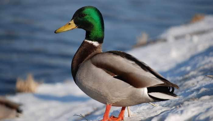 &#039;World&#039;s loneliest duck&#039; Trevor dies after dog attack