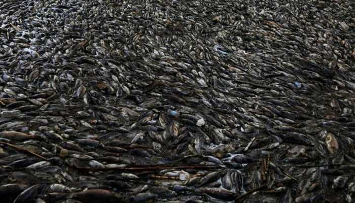 Gør det godt Opmærksom Gennemsigtig Mass fish death in Australian river | World News | Zee News