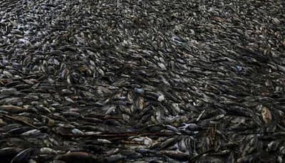 Mass fish death in Australian river