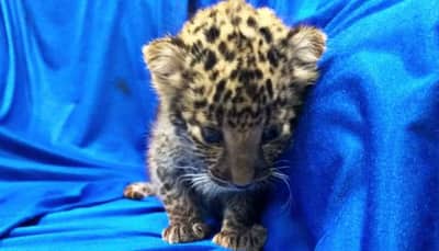 Watch: Leopard cub seized from baggage of passenger in Chennai airport
