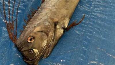 Sightings of rare deep sea oarfish triggers earthquake, tsunami fears in Japan