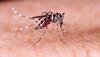 First dengue case recorded in Delhi in January
