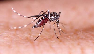 First dengue case recorded in Delhi in January