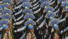 SC recognises Central Armed Police Forces as 'organised services' 