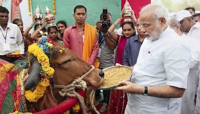 Rising number of stray cows add to PM Narendra Modi's farmer woes as Lok Sabha election looms