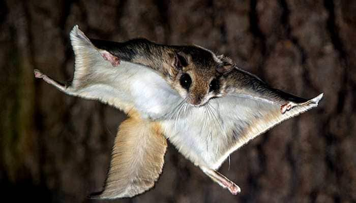 Scientists discover flying squirrels that turn hot-pink