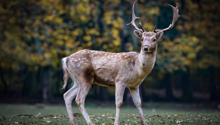 4 spotted deer among 9 animals found dead in rescue centre