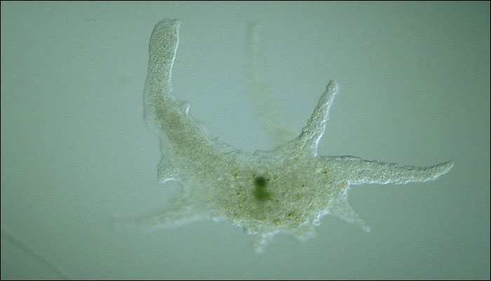 Artificial Intelligence identifies microscopic marine organisms: Study