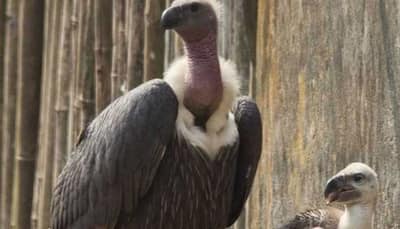 First time in world, two Himalayan Griffon vultures to be released in nature