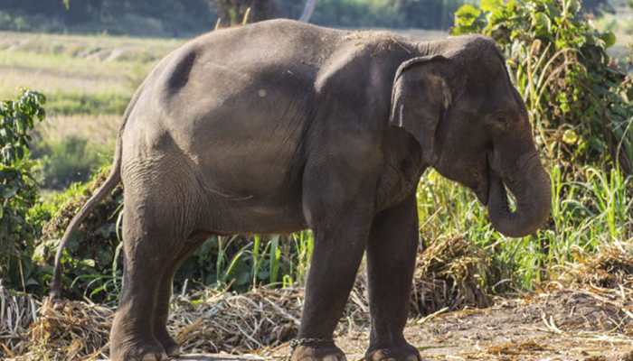 Aged 88, Asia&#039;s oldest captive elephant dies in Kerala