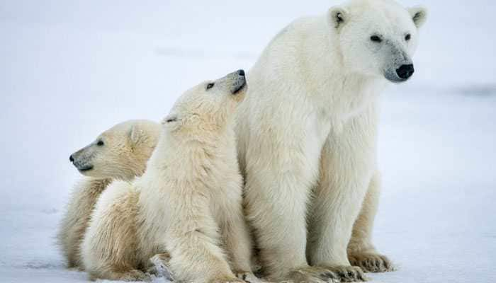 Russian islands declare emergency over polar bear &#039;invasion&#039;