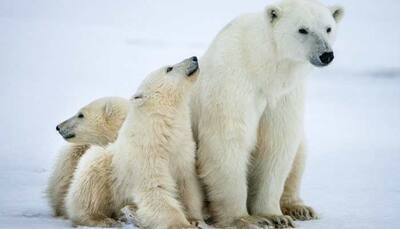 Russian islands declare emergency over polar bear 'invasion'