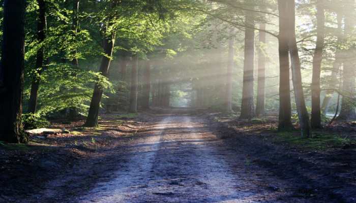 India and China lead the way in increasing Earth's green cover: NASA report