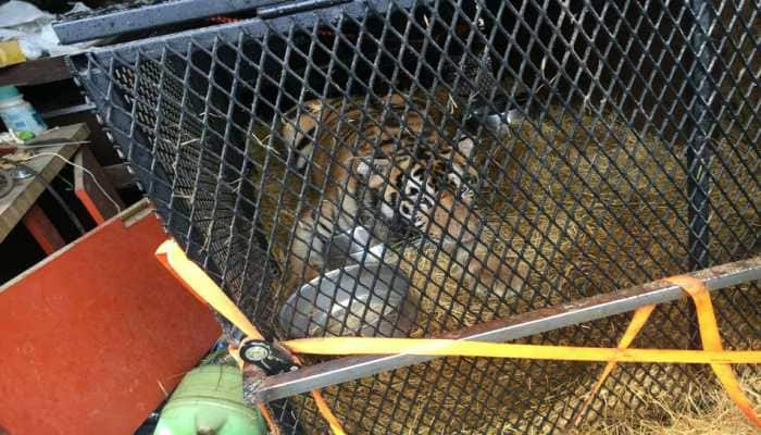 High? Man enters abandoned property to smoke weed, finds overweight Tiger