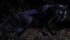 Elusive black leopard spotted in Kenya for first time in 100 years