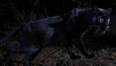 Elusive black leopard spotted in Kenya for first time in 100 years