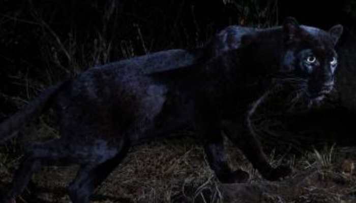 Elusive black leopard spotted in Kenya for first time in 100 years