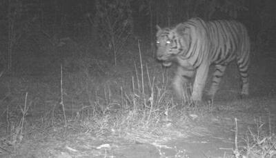 Tiger sighted in Gujarat for the first time in three decades