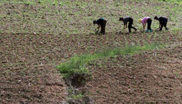 43% of North Korea's population is food insecure: United Nations