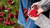 Valentine's Day 2019: Top Whatsapp/Facebook messages to wish your significant other