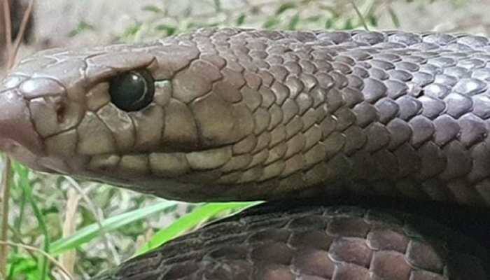 Name your ex after deadly snake this Valentine's Day- Sydney Zoo starts bizarre competition 