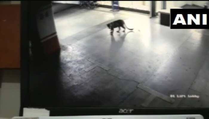 Panther spotted at shopping mall, hotel in Thane